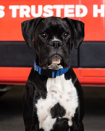 Obi   Photo